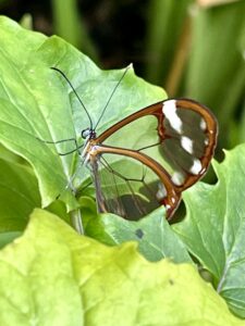 Guatemala glass butterfly