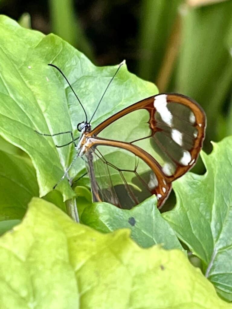 Glass wing