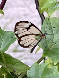 Guatemala glass butterfly