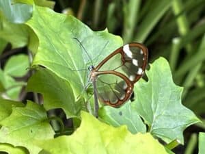 Guatemala glass butterfly