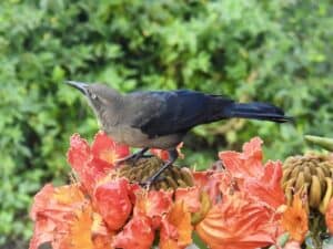 Guatemala grackle female