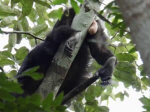 Guatemala howler monkey