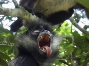 Guatemala mexican spider monkey