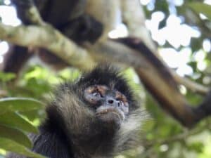 Guatemala mexican spider monkey