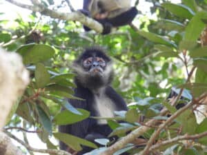 Guatemala mexican spider monkey