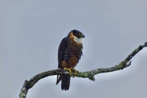 Guatemala orange breasted falcon