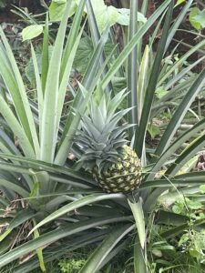 Guatemala pineapple