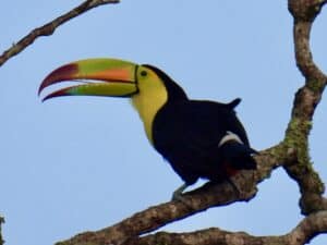 Guatemala Tikal keel billed toucan