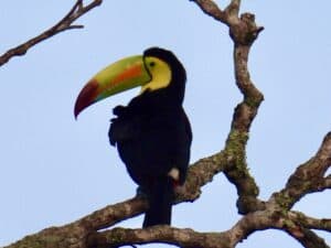 Guatemala Tikal keel billed toucan