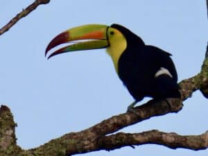 Guatemala: Tikal keel billed toucan