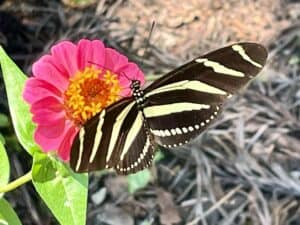 Guatemala: Zebra longwing