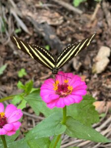 Guatemala: Zebra longwing